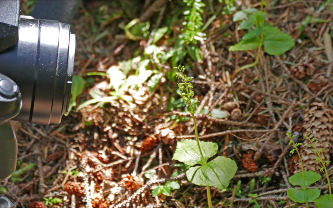 Filming Orchids with the Panasonic DMC FZ200 and FZ300 Cameras