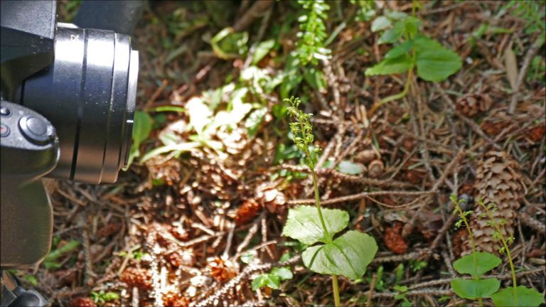 Filming Orchids with the Panasonic DMC FZ200 and FZ300 Cameras