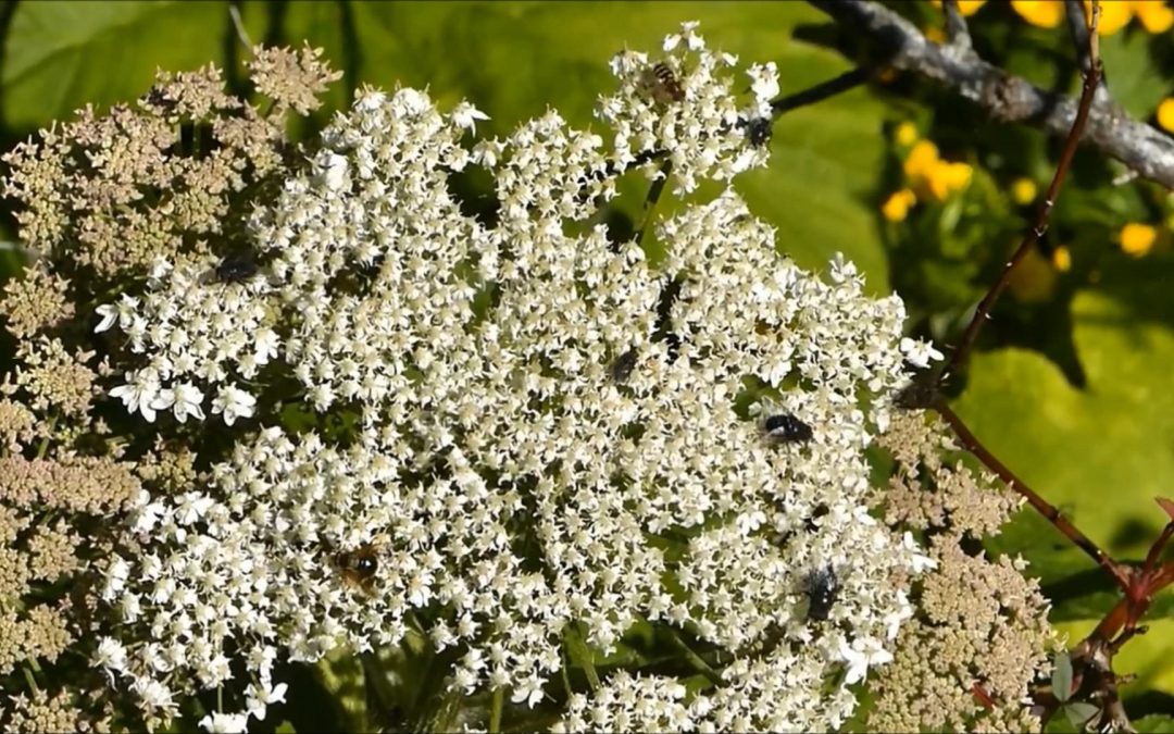 The Value of Cow Parsnip for Insects in Alaska