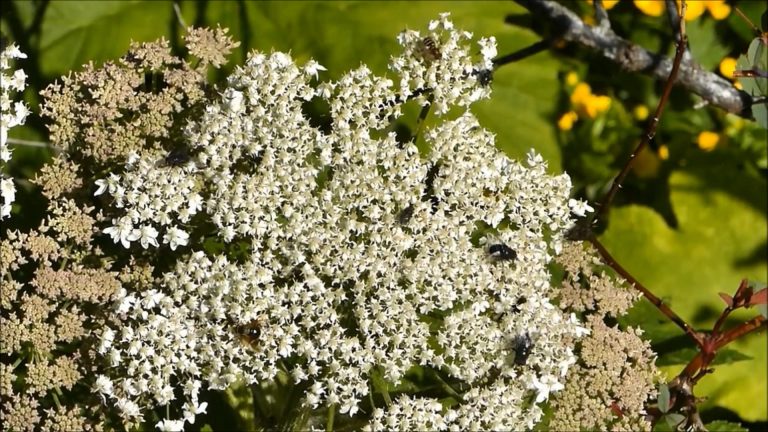 The Value of Cow Parsnip for Insects in Alaska