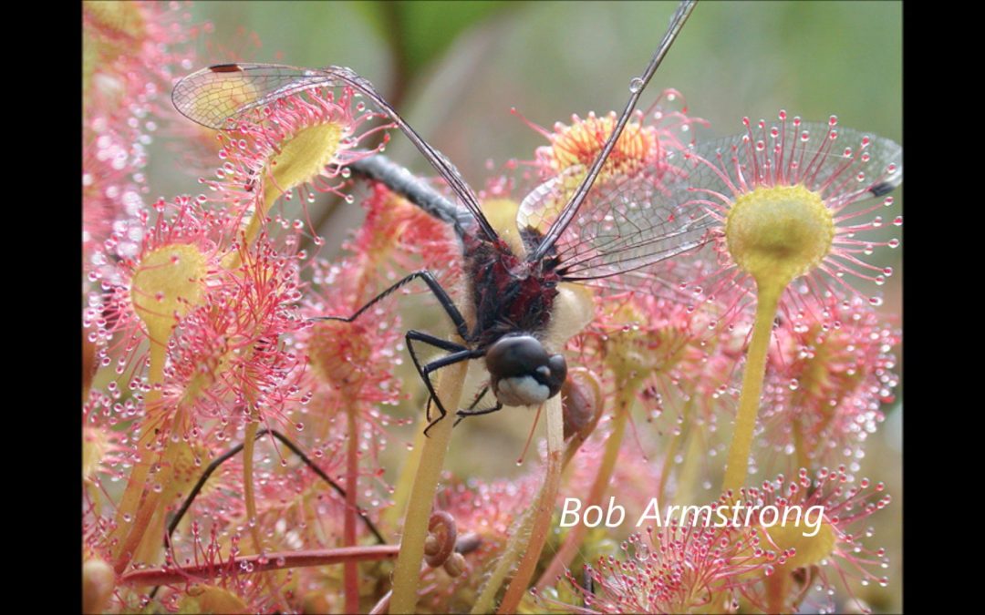 A Round-leaf Sundew captures a Mosquito and
