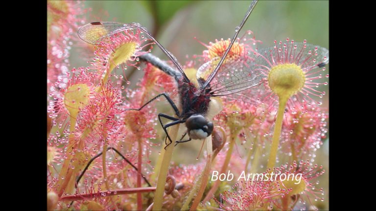 A Round-leaf Sundew captures a Mosquito and