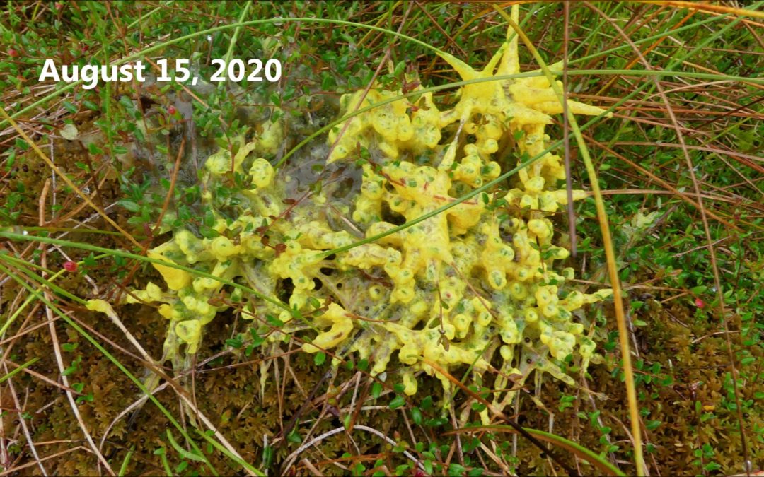 Yellow Slime Molds at Very Beary Berry Wetlands