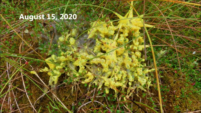 Yellow Slime Molds at Very Beary Berry Wetlands