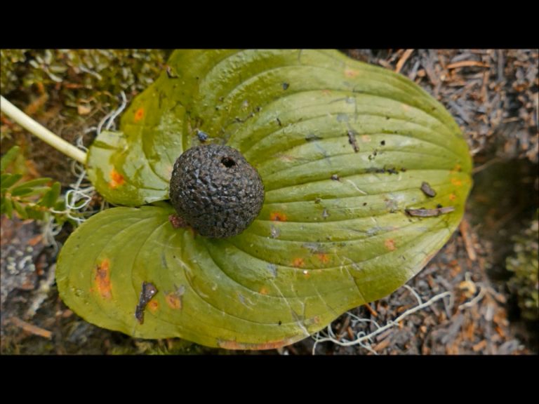 Truffles, Flying Squirrels, Voles, Forest Health