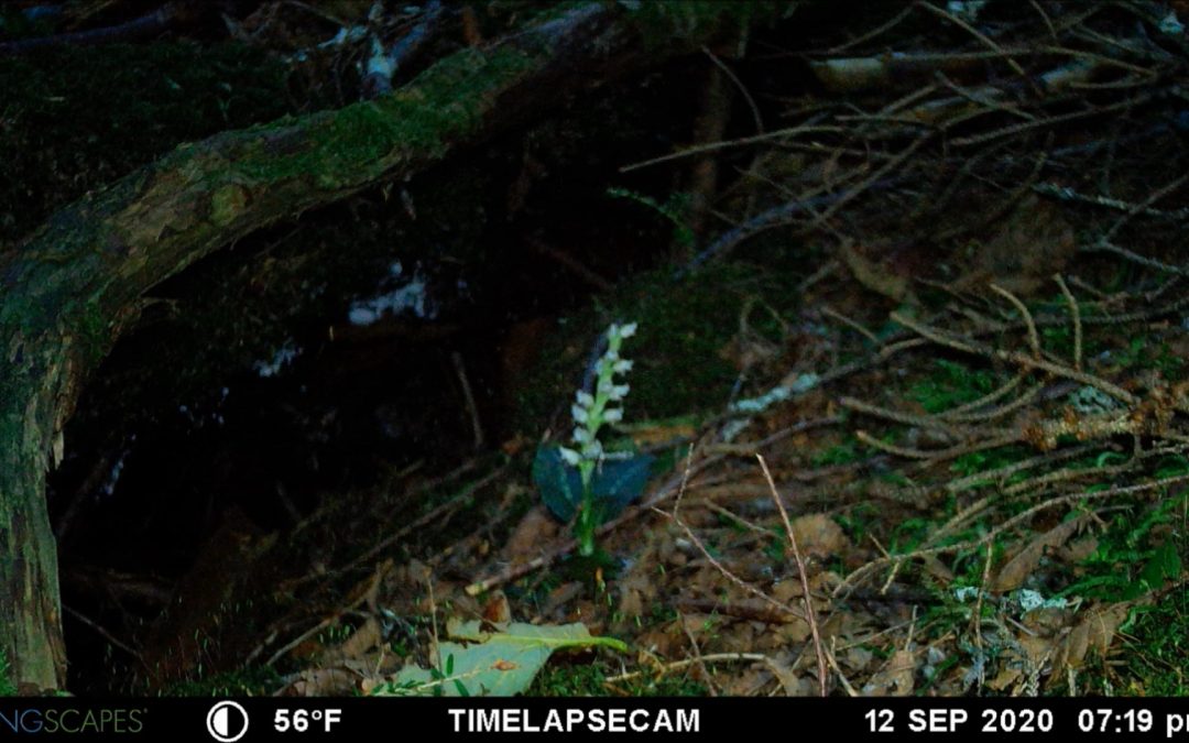 Documenting Moth Visits with a Wingscapes TimeLapse Pro
