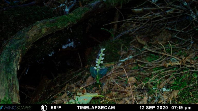 Documenting Moth Visits with a Wingscapes TimeLapse Pro