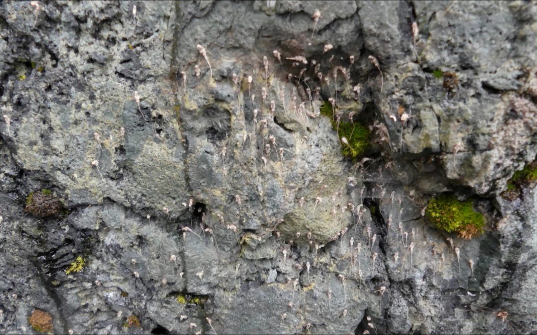Looking for the Arctic Bristletail