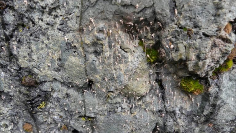 Looking for the Arctic Bristletail