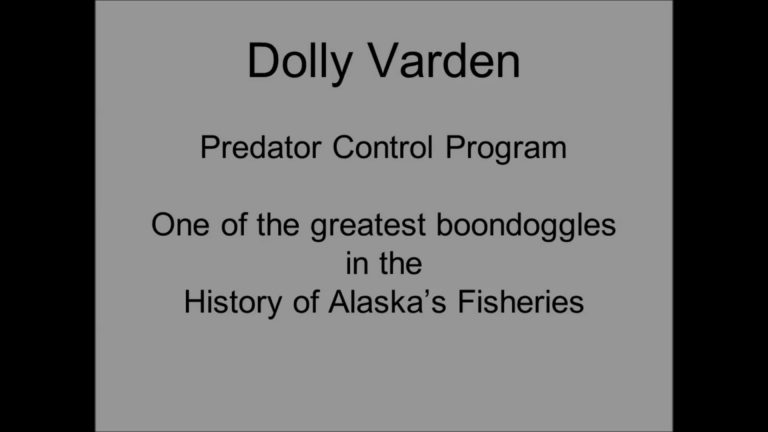 Dolly Varden Predator Control Program