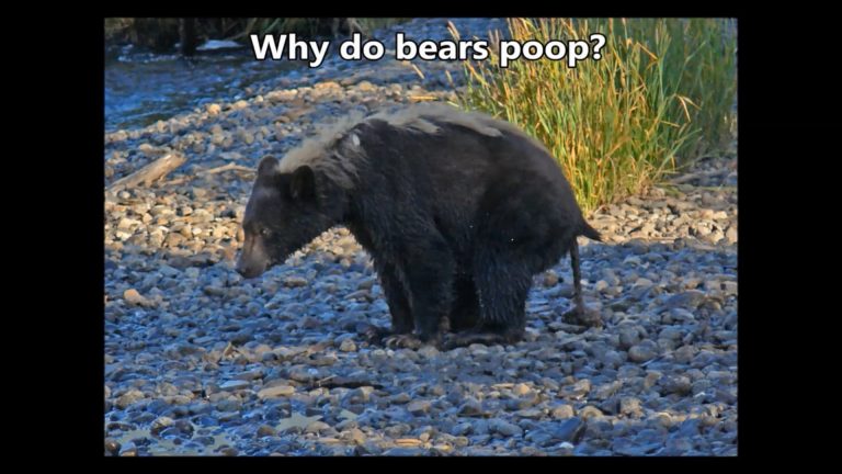 Poop is Important