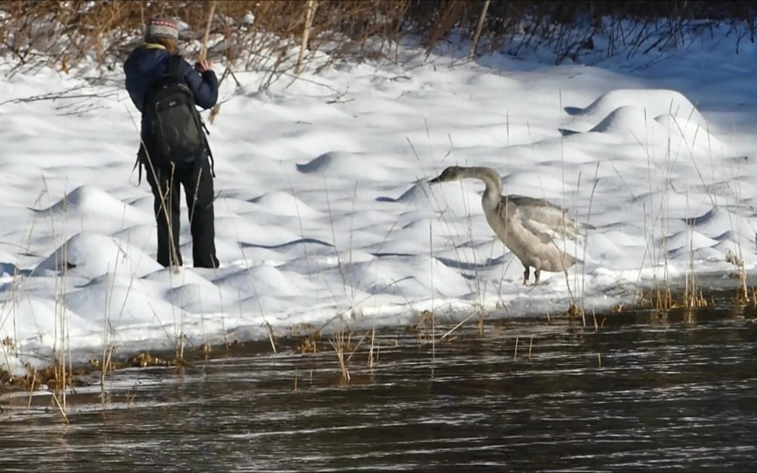 Helping to save and rescue an injured Trumpeter Swan in Juneau, Alaska