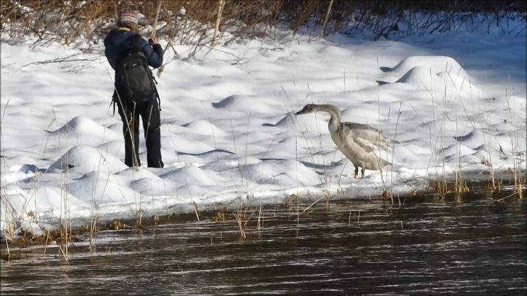 Helping to save and rescue an injured Trumpeter Swan in Juneau, Alaska