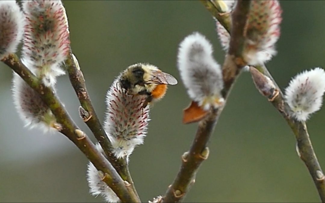 Queen Bumblebee on Willow Catkins