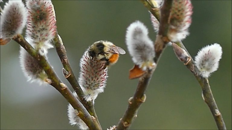 Queen Bumblebee on Willow Catkins