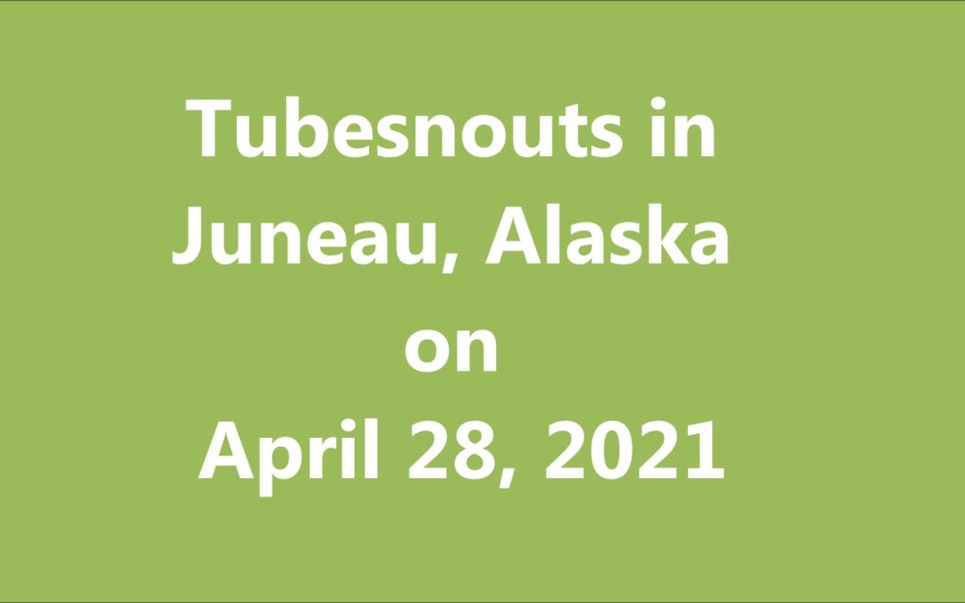Tubesnouts in Juneau, Alaska