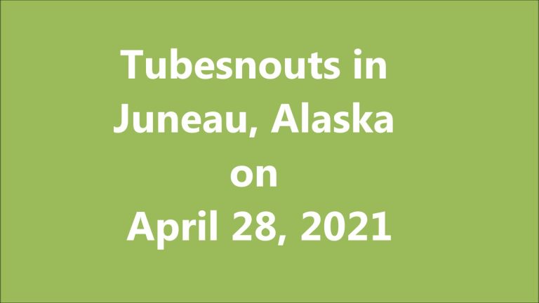 Tubesnouts in Juneau, Alaska