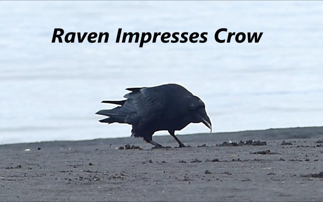 Raven Impresses Crow