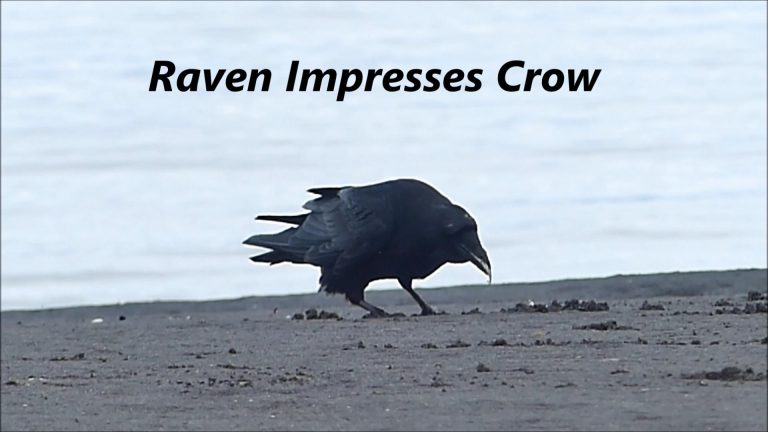 Raven Impresses Crow