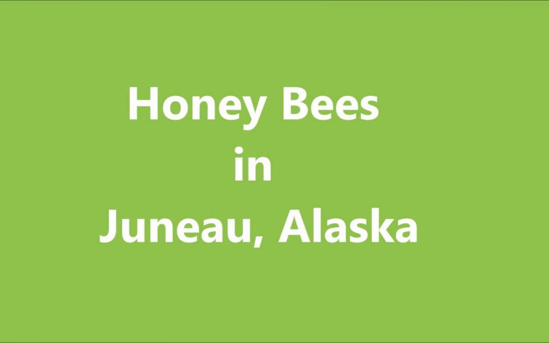 Honey Bees in Juneau, Alaska