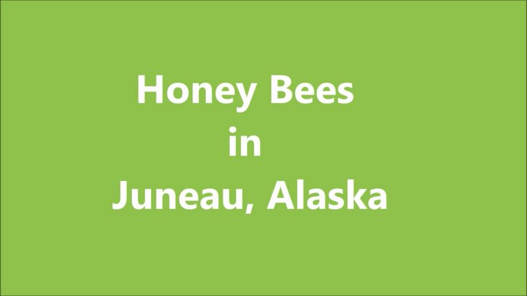 Honey Bees in Juneau, Alaska