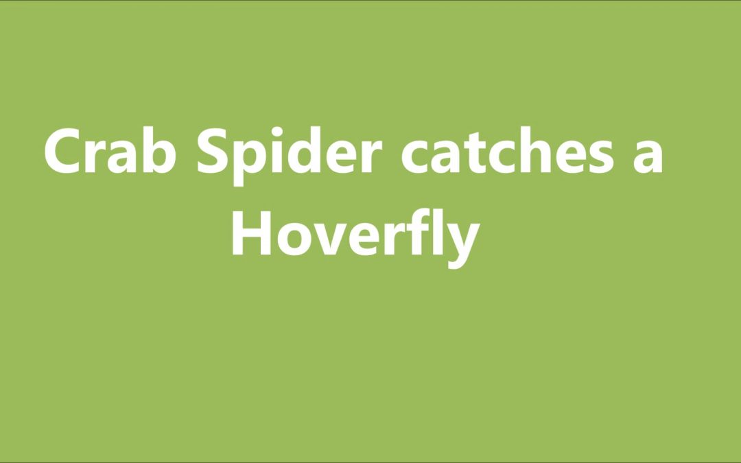 Crab Spider Catches a Hoverfly