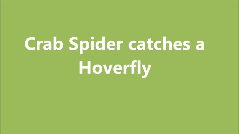 Crab Spider Catches a Hoverfly