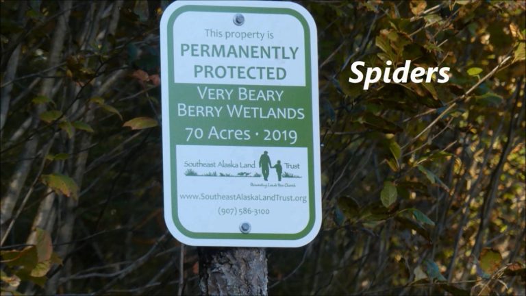 Spiders at Very Beary Berry Wetlands