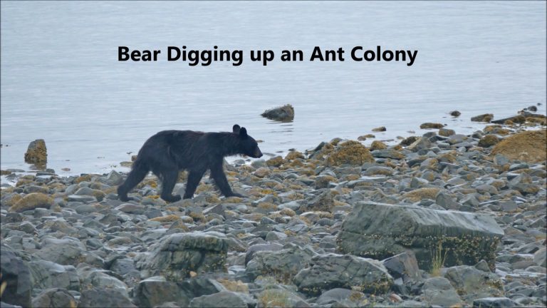 Bear Digging Up an Ant Colony