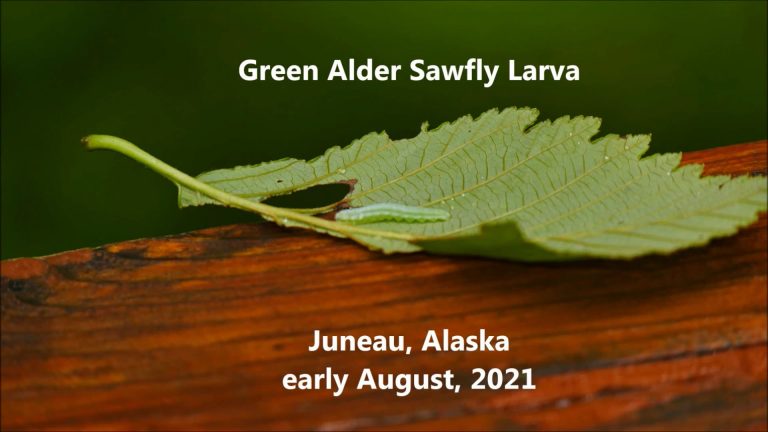 The Green Alder Sawfly in Juneau, Alaska