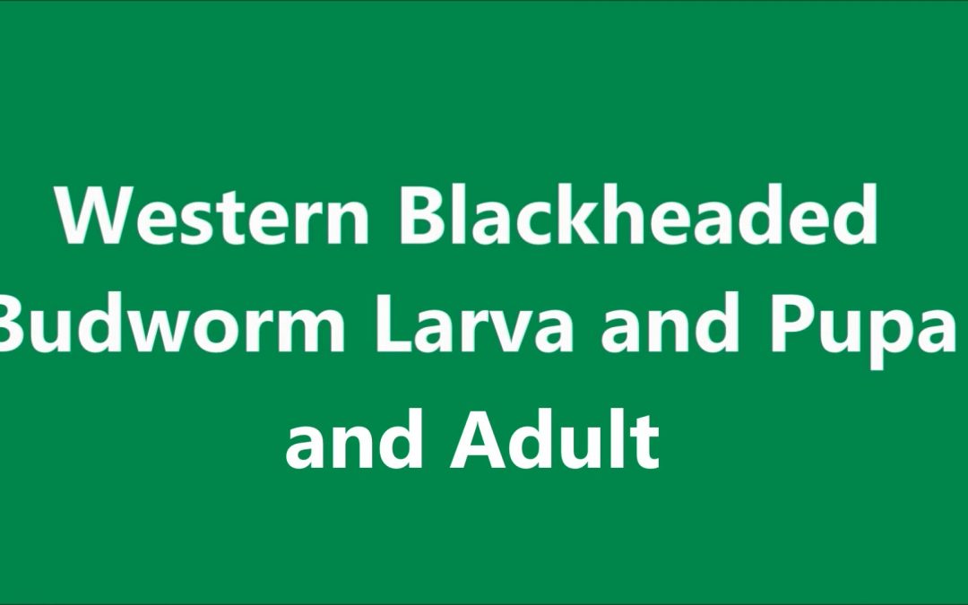 Western Blackheaded Budworm Larva, Pupa and Adults