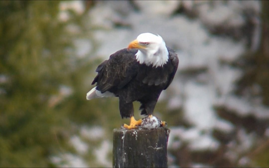 Bald Eagle Eating a Bird