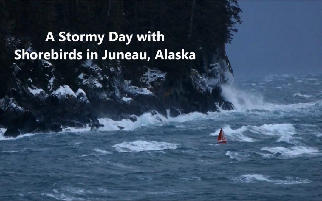 Sandpipers on a Stormy Day in Juneau, Alaska