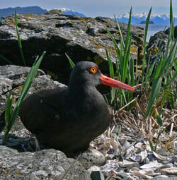 black oystercatcher on nest