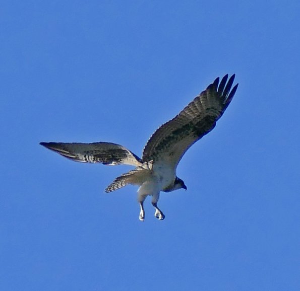 Osprey-at-Mendenhall-Glacier-2