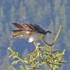 Osprey-at-Mendenhall-Glacier