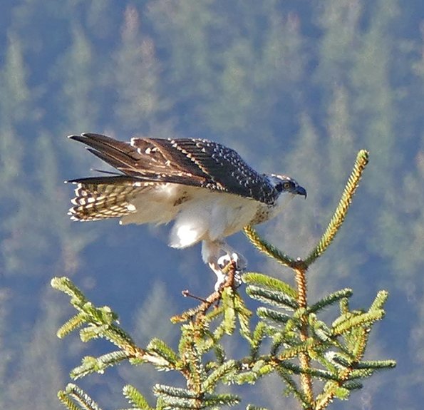Osprey-at-Mendenhall-Glacier