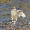 American-Dipper-preparing-to-land