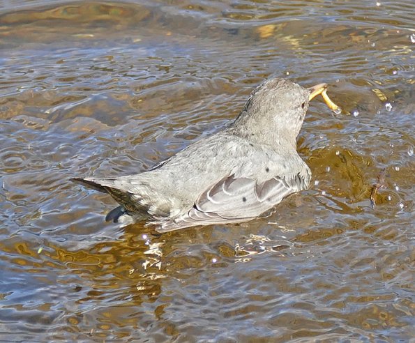 American-Dipper-with-caddisfly-without-case