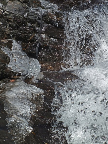 american-dipper-at-falls-on-steep-creek