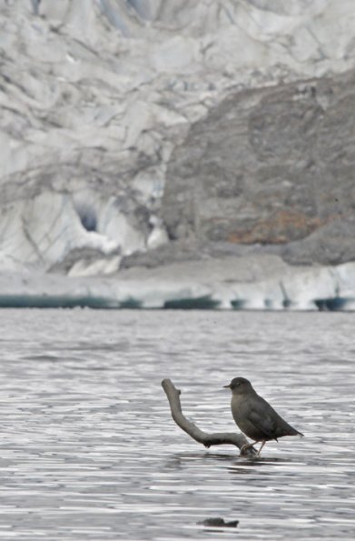 american-dipper-at-mendenhall-glacier-1