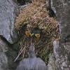 american-dipper-at-nest-4