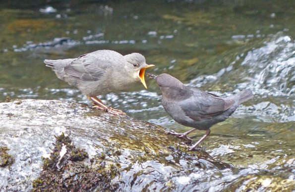american-dipper-chick-being-fed-aquatic-insects