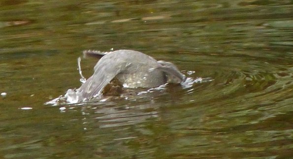 american-dipper-diving