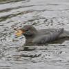 american-dipper-eating-caddisfly-larva