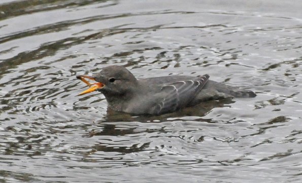 american-dipper-eating-caddisfly-larva
