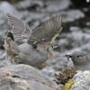 american-dipper-feeding-fledged-youngster