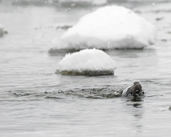 american-dipper-feeding-in-winter