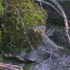 american-dipper-feeding-young-1