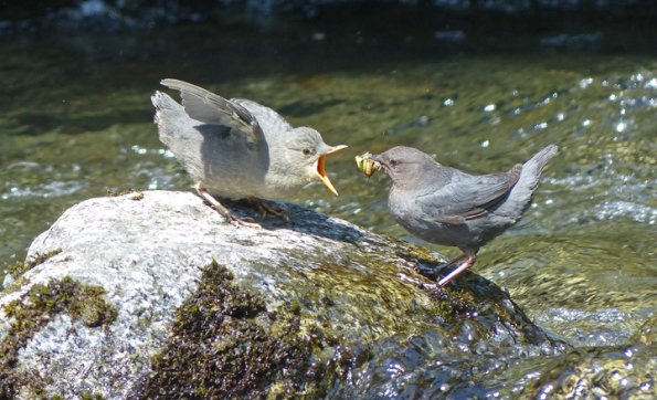 american-dipper-feeding-young-caddisfly-larvae